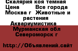 Скалярия коя темная › Цена ­ 50 - Все города, Москва г. Животные и растения » Аквариумистика   . Мурманская обл.,Североморск г.